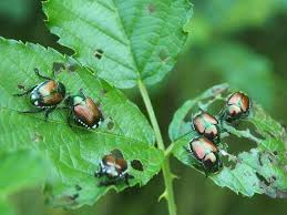 Popillia japonica - Piano dazione per 2026 per i comuni ricadenti in zona infestata