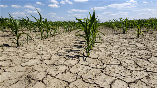 Danni da avversità atmosferiche e calamità naturali all'agricoltura